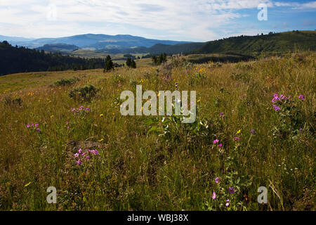 Wildflower Wiese und Berge neben dem Grand Loop Road mit Arrowleaf balsamroot Balsamorhiza sagittata im Vordergrund vom Grand Loop Road Stockfoto