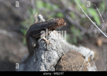 Eine Galapagos Lava Lizard (Microlophus albemarlensis) in Puerto Egas (egas Port) auf der Insel Santiago, Galapagos, Ecuador, Südamerika. Stockfoto