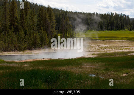 Dampfende Pool und den herbstlichen Wald in der Nähe von Twin Lakes Yellowstone National Park, Wyoming, USA, Juni 2015 Stockfoto