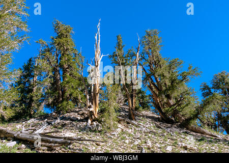 Unglaublich alten Bristlecone Pine Forest Stockfoto