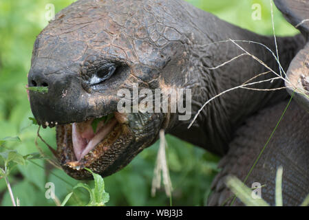 Galapagos Riesenschildkröte auf Santa Cruz Island, Galapagos, Ecuador, Südamerika. Stockfoto