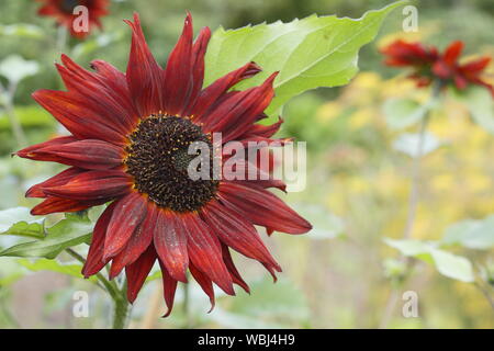 Helianthus annuus 'Velvet Queen' Sonnenblume Blüte im Spätsommer. UK Garten Stockfoto