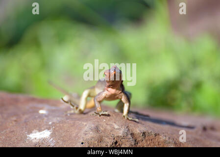 Weibliche Haube lava Lizard (Microlophus delanonis) auf Suarez, Espanola Island, Galapagos, Ecuador, Südamerika. Die Eidechse gefunden Stockfoto