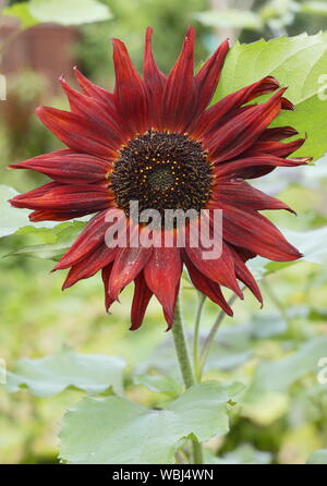 Helianthus annuus 'Velvet Queen' Sonnenblume Blüte im Spätsommer. UK Garten Stockfoto