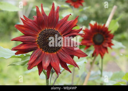 Helianthus annuus 'Velvet Queen' Sonnenblume Blüte im Spätsommer. UK Garten Stockfoto