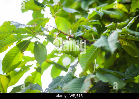 Nahaufnahme von Kastanien auf dem Baum Stockfoto