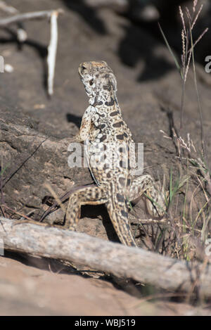 Nahaufnahme eines lava Echse auf Santa Fe, Galapagos, Ecuador, Südamerika. Stockfoto