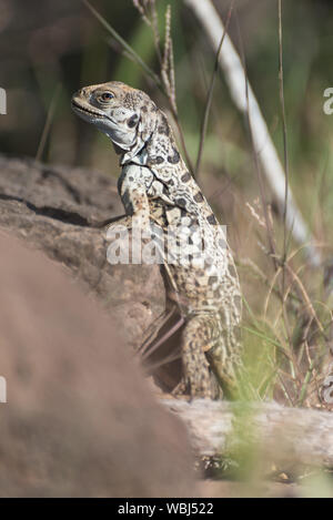 Nahaufnahme eines lava Echse auf Santa Fe, Galapagos, Ecuador, Südamerika. Stockfoto