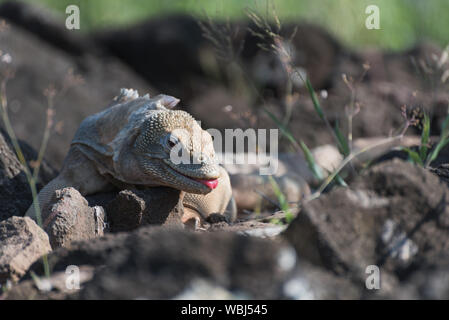 Galapagos Land Iguana (conolophus pallidus) auf Santa Fe, Galapagos, Ecuador, Südamerika. Stockfoto