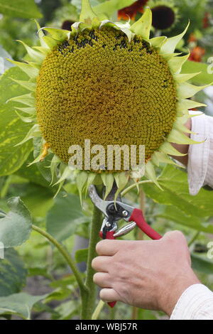 Helianthus annuus. Einen Kopf für Saatgut von Sonnenblumen speichern im Spätsommer zu trocknen. Großbritannien Stockfoto