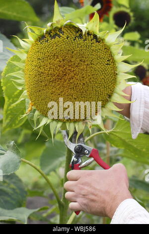 Helianthus annuus. Einen Kopf für Saatgut von Sonnenblumen speichern im Spätsommer zu trocknen. Großbritannien Stockfoto