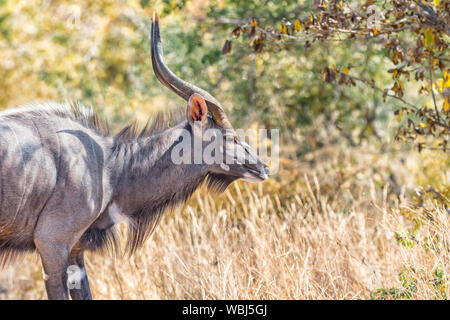 Nahaufnahme eines erwachsenen Nyala Stier, Tragelaphus angasii Stockfoto