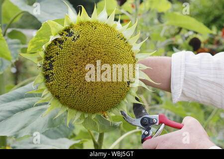 Helianthus annuus. Einen Kopf für Saatgut von Sonnenblumen speichern im Spätsommer zu trocknen. Großbritannien Stockfoto