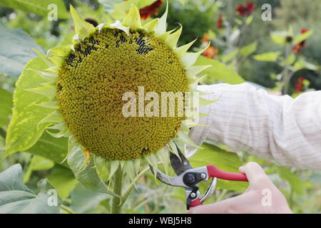 Helianthus annuus. Einen Kopf für Saatgut von Sonnenblumen speichern im Spätsommer zu trocknen. Großbritannien Stockfoto