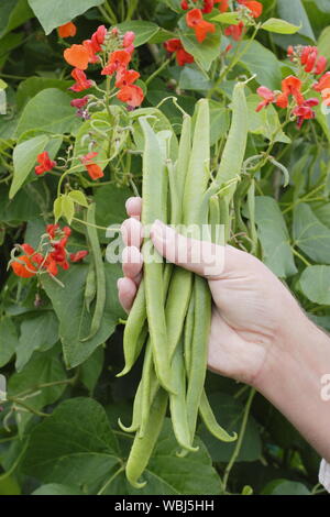 Phaseolus coccineus. Kommissionierung von scarlet Emperor' Stangenbohnen im Sommer. Großbritannien Stockfoto