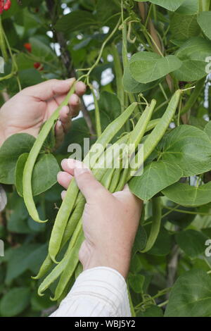 Phaseolus coccineus. Kommissionierung von scarlet Emperor' Stangenbohnen im Sommer. Großbritannien Stockfoto