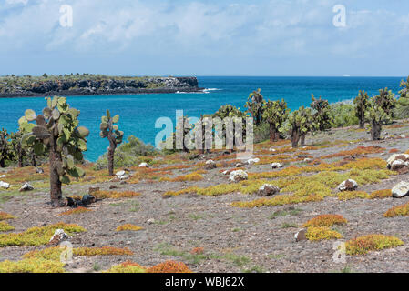 Riesige Feigenkakteen (Opuntia echios barringtonensis) auf South Plaza, Galapagos, Ecuador, Südamerika. Stockfoto