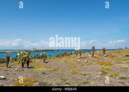 Riesige Feigenkakteen (Opuntia echios barringtonensis) auf South Plaza, Galapagos, Ecuador, Südamerika. Stockfoto