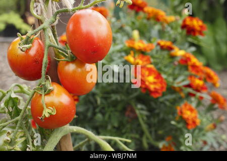 Solanum Lycopersicum "Outdoor Girl' und Tagetes Patula. Begleiter Anpflanzen von Tomaten und Tagetes zu helfen Tomate Schädlinge abhalten. Großbritannien Stockfoto