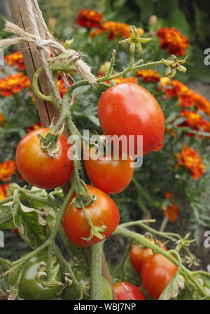 Solanum Lycopersicum "Outdoor Girl' und Tagetes Patula. Begleiter Anpflanzen von Tomaten und Tagetes zu helfen Tomate Schädlinge abhalten. Großbritannien Stockfoto