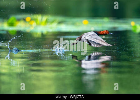 Eine Wildente, die über Wasser mit seinen Körper im Wasser widerspiegelt. Stockfoto