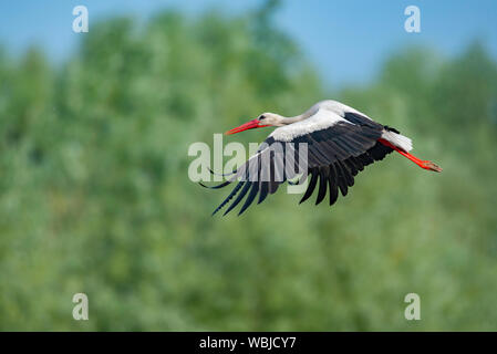 Weißstorch fliegen in der Luft, mit blured Hintergrund. Stockfoto