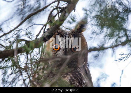 Die lange eared owl im Baum schaut mit großen Augen Stockfoto