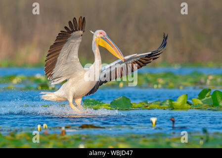 Der große weiße Pelikan Landung mit offenen Flügeln auf das Wasser, mit seinen Beinen Berühren des Wassers mit Big Splash. Foto in das Donau Delta. Stockfoto