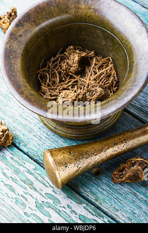 Getrocknete Baldrian wurzeln in alten Bronze Mörtel. Valeriana officinalis Stockfoto