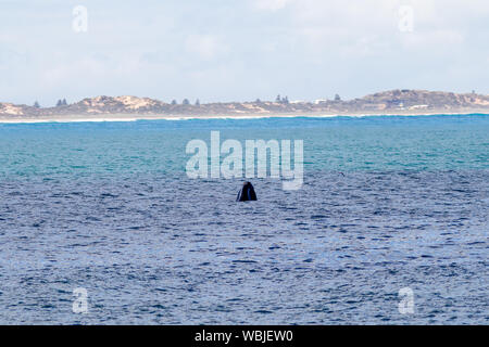 Der Kopf einer Wal aus dem Wasser am Port Elliot Beach South Australia am 27. August 2019 Stockfoto