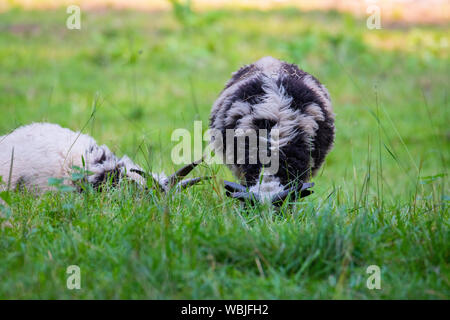 Jakob Schafe fressen Gras in einer Wiese und Rest in das warme Wetter Stockfoto