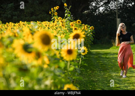 Jodie Dempster Spaziergänge durch ein Feld mit Sonnenblumen von Becketts Bauernhof in Wythall, Warwickshire, nach dem heißesten August Bank Holiday Montag auf Aufzeichnung, mit Temperaturen 33,2 C. Die hitzewelle ist für einige Teile des Vereinigten Königreichs nach dem rekordverdächtigen Bank urlaub Wetter, um fortzufahren. Stockfoto