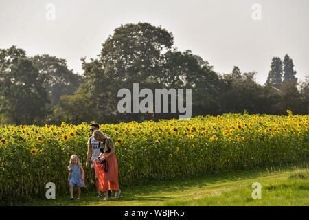 Jodie Dempster (rechts), Lillie Dempster und Adam Howitt durch ein Feld mit Sonnenblumen von Becketts Bauernhof in Wythall, Warwickshire, nach dem heißesten August Bank Holiday Montag auf Aufzeichnung, mit Temperaturen 33,2 C. Die hitzewelle ist für einige Teile des Vereinigten Königreichs nach dem rekordverdächtigen Bank urlaub Wetter, um fortzufahren. Stockfoto