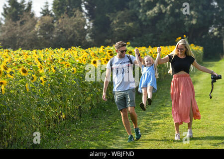 Jodie Dempster (rechts), Lillie Dempster und Adam Howitt durch ein Feld mit Sonnenblumen von Becketts Bauernhof in Wythall, Warwickshire, nach dem heißesten August Bank Holiday Montag auf Aufzeichnung, mit Temperaturen 33,2 C. Die hitzewelle ist für einige Teile des Vereinigten Königreichs nach dem rekordverdächtigen Bank urlaub Wetter, um fortzufahren. Stockfoto
