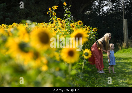 Jodie Dempster (links) und Lillie Dempster durch ein Feld mit Sonnenblumen von Becketts Bauernhof in Wythall, Warwickshire, die heisseste August Bank Holiday Montag auf Datensatz folgenden, mit Temperaturen 33,2 C. Die hitzewelle ist für einige Teile des Vereinigten Königreichs nach dem rekordverdächtigen Bank urlaub Wetter, um fortzufahren. Stockfoto
