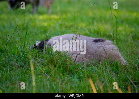 Jakob Schafe fressen Gras in einer Wiese und Rest in das warme Wetter Stockfoto