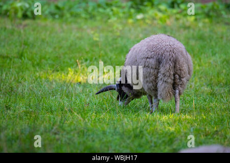 Jakob Schafe fressen Gras in einer Wiese und Rest in das warme Wetter Stockfoto