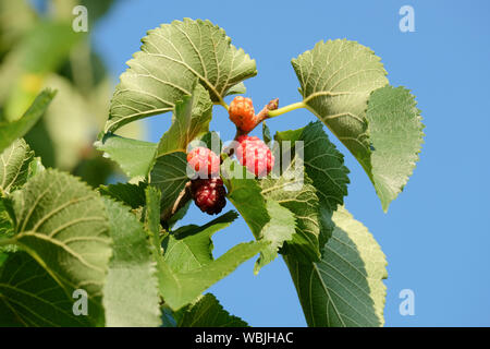 In der Nähe von reifenden Früchten von Morus nigra Maulbeerbaum oder gemeinsamen Mulberry. Maulbeerbaum Obst mit blauem Himmel Hintergrund Stockfoto