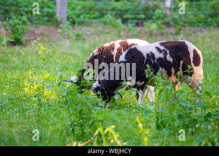 Jakob Schafe fressen Gras in einer Wiese und Rest in das warme Wetter Stockfoto