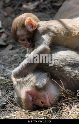 Infant Rhesus Makaken (Macaca mulatta) monkey Pflege ein Erwachsener schlafen Affe, Swayambhunath, Nepal Stockfoto