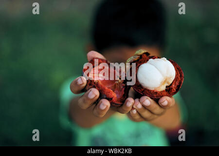 Junge Hand frische Mangosteen tropische Früchte oder Manggis Stockfoto