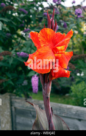 CANNA TROPICANA. Indische SCHUSS ANLAGE Stockfoto