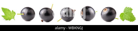 Sammlungen von schwarzen Johannisbeeren auf weißem Hintergrund Stockfoto