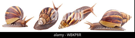 Riesige Afrikanische land Schnecke (Achatina fulica) auf weißem Hintergrund Stockfoto