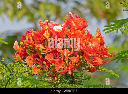 Closeup Bündel Delonix Regia Blumen mit grünen Blättern isoliert auf Natur Hintergrund Stockfoto