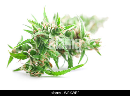 Frische medizinisches Marihuana auf weißem Hintergrund. Therapeutischen und medizinischen Cannabis Stockfoto