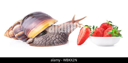 Riesige Afrikanische land Schnecke (Achatina fulica) auf weißem Hintergrund Stockfoto