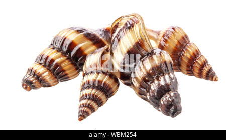 Shell von Aquarium Assassin Schnecke Clea Helena (Anentome Helena) auf weißem Hintergrund Stockfoto