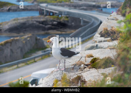 Möwe, die über den norwegischen Atlantik Straße Stockfoto