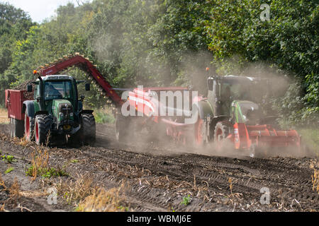 Kartoffelerntemaschinen in Burscough, Lancashire. Wetter in Großbritannien. Landwirte, die Fendt 820-Traktoren und den zweireihigen gezogenen Grimme KSA 75-2-Mähdrescher verwenden, heben eine Ernte von landwirtschaftlichen Kartoffeln an, während die heißen, trockenen, staubigen Sommerbedingungen anhalten. Die Vertreter der Landwirte warnen vor ernsten Bedenken, wenn das ausgedehnte heiße, trockene Wetter anhält. Kartoffeln sind die neueste Ernte, die aufgrund eines Mangels aufgrund eines ungewöhnlich kalten Winters, gefolgt vom glühenden Sommer, für Preiserhöhungen geeignet ist. Herbizid, Carfentrazon-Ethyl, wird kurz vor der Ernte auf eine Pflanze aufgetragen, um das Laub zu töten. Stockfoto